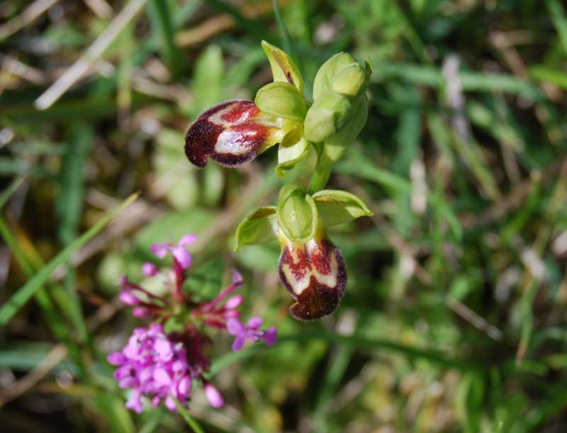 Ophrys calocaerina